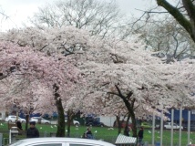 Cherry trees Oppenheimer park