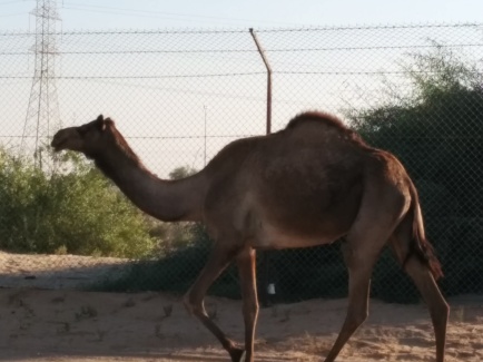 Free-roaming camel along the road