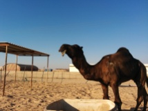 Breeding male camel