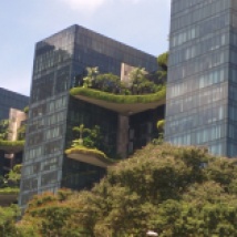 Trees planted on high-rise terraces