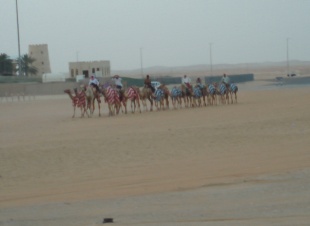 camels dressed up