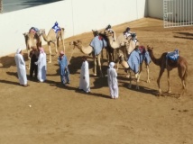 Young camels getting ready