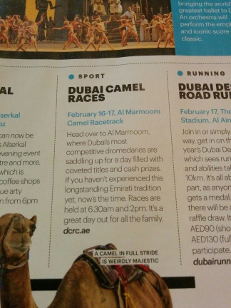 Camel race date aoounced