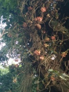 Cannonball tree (fruits)