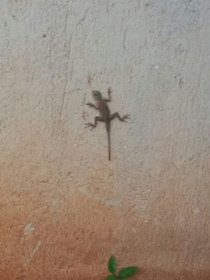 Geckos, our favourite insect killer