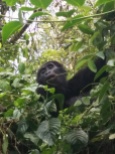 Female snacking on leaves in a tree