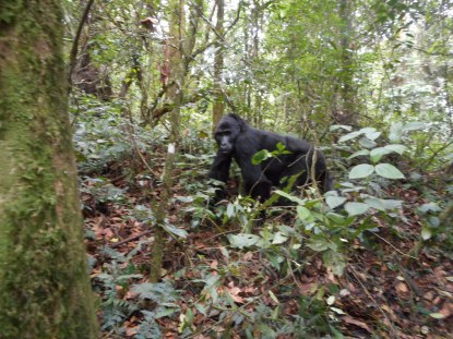 one of the younger silverbacks